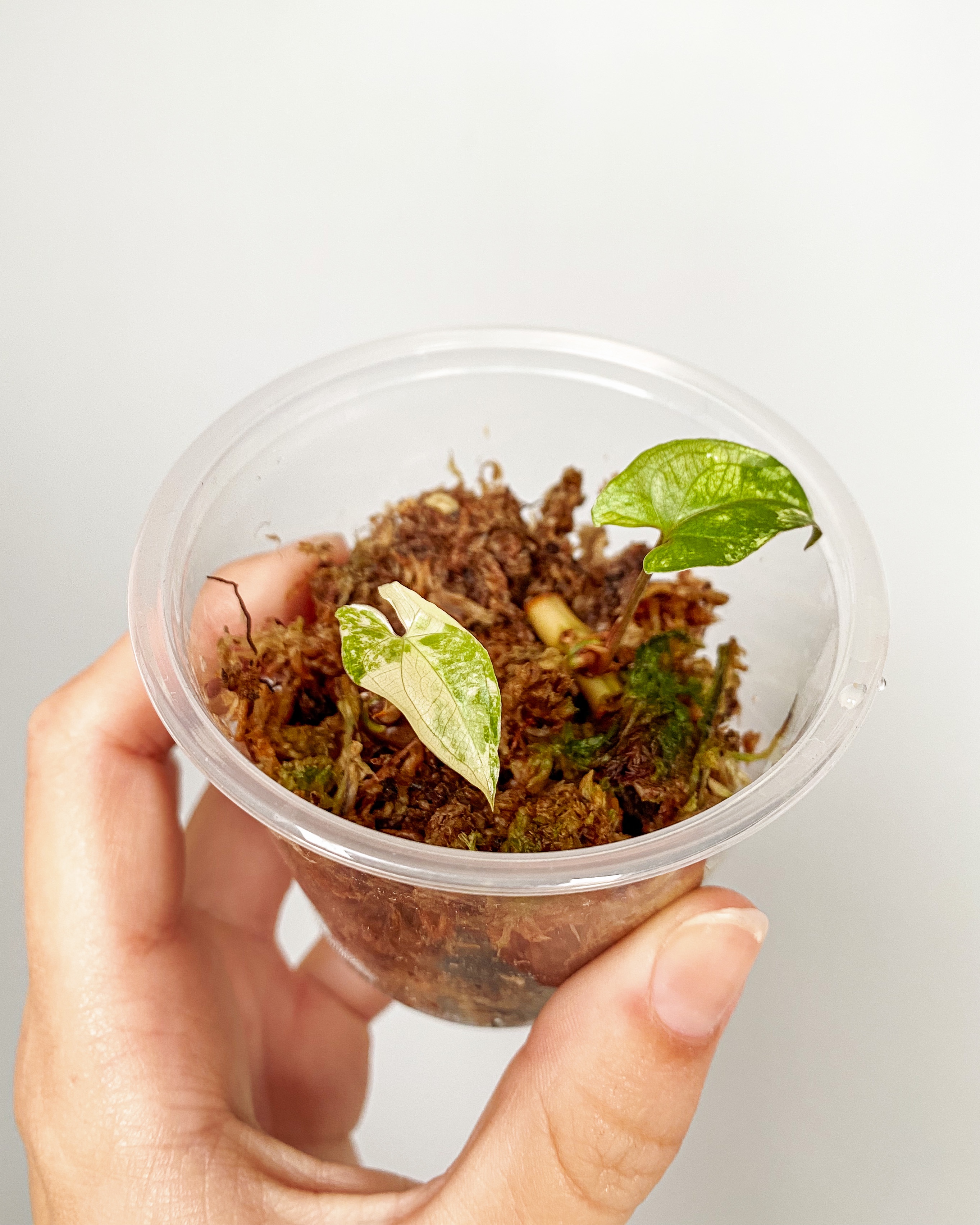 Syngonium Albo Variegata baby