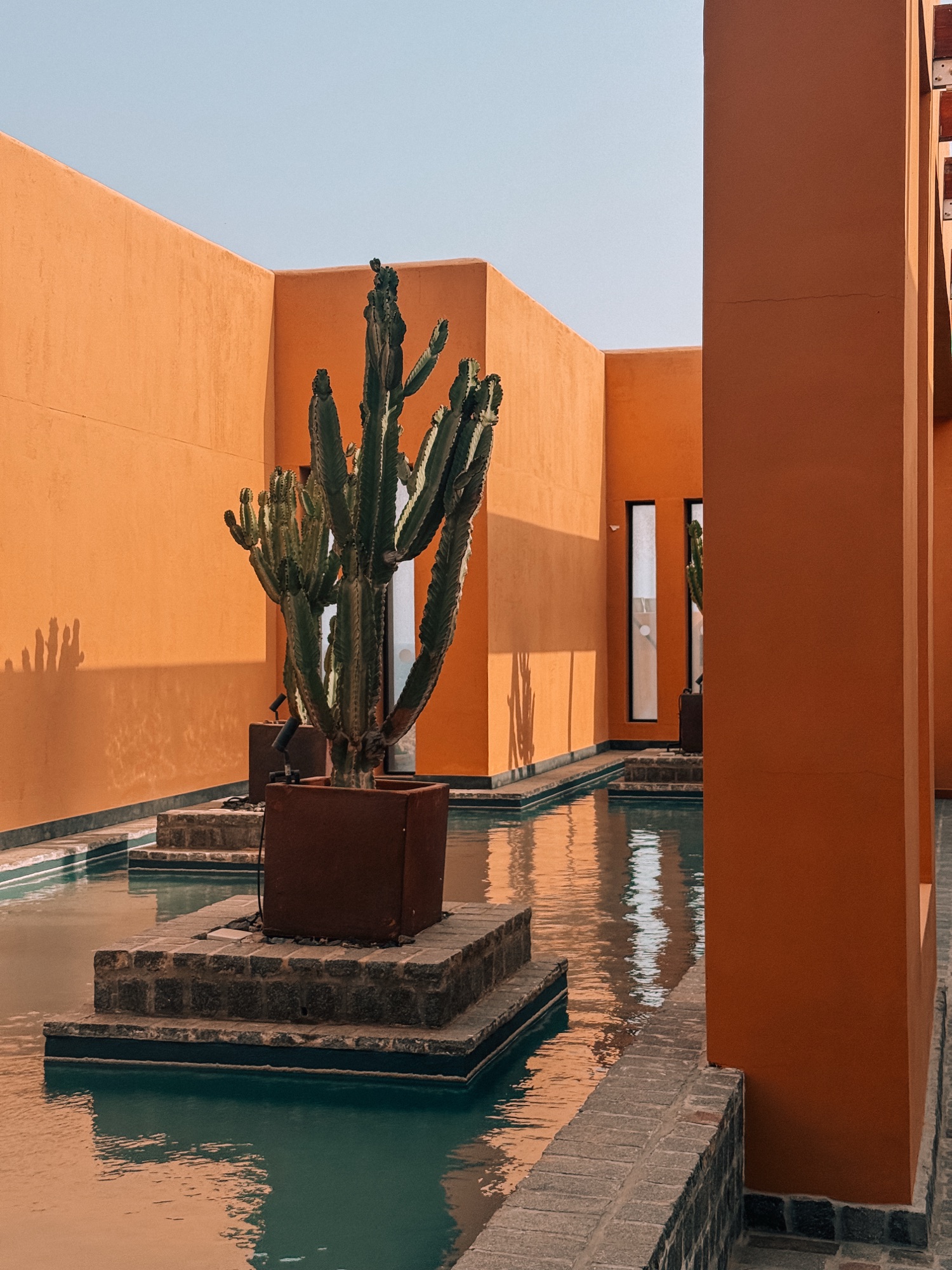 Cactus beside tranquil water feature