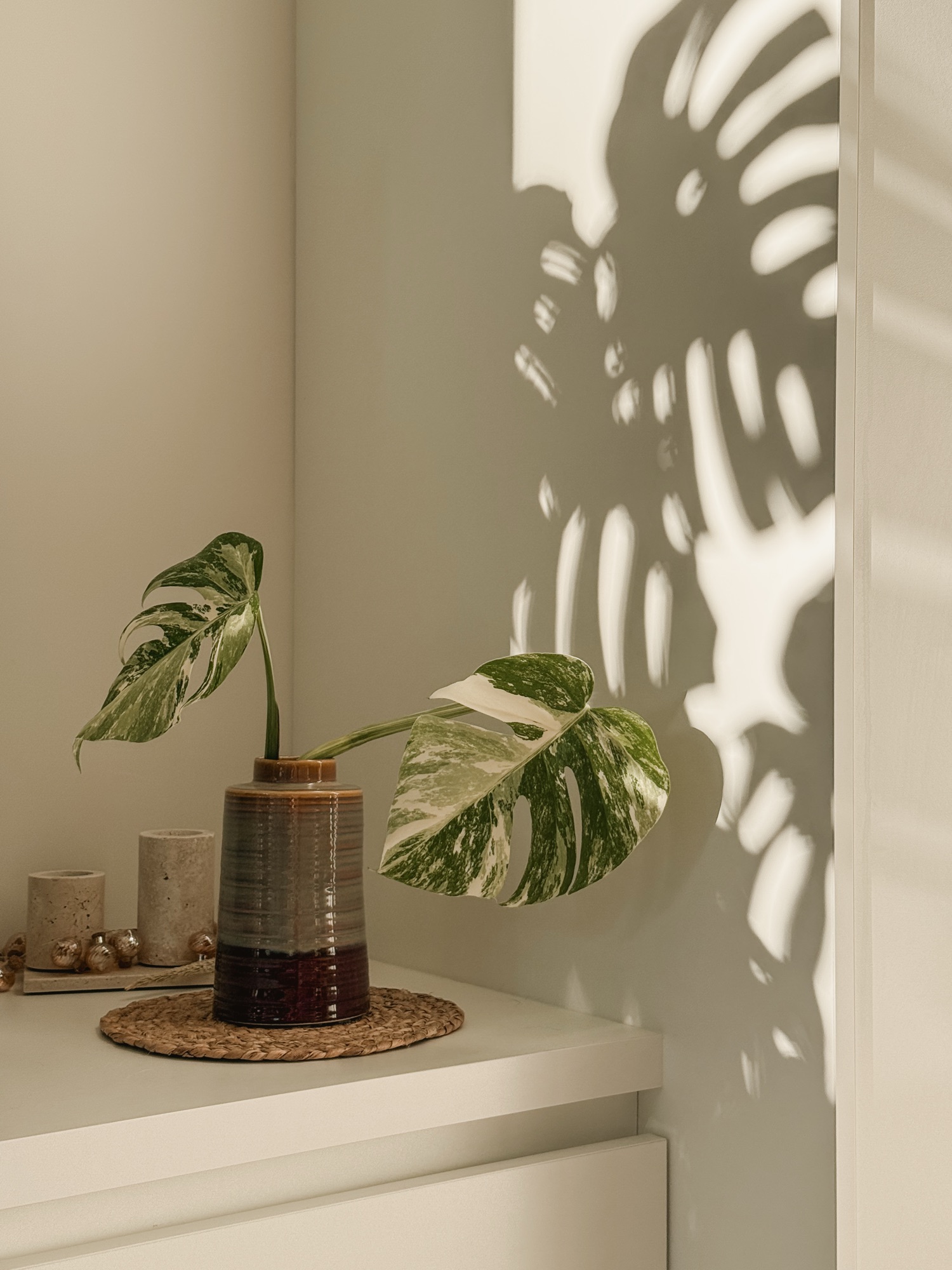 Monstera Albo Variegata cutting in beautiful vase styled in living room corner with soft morning light and large Monstera shadows